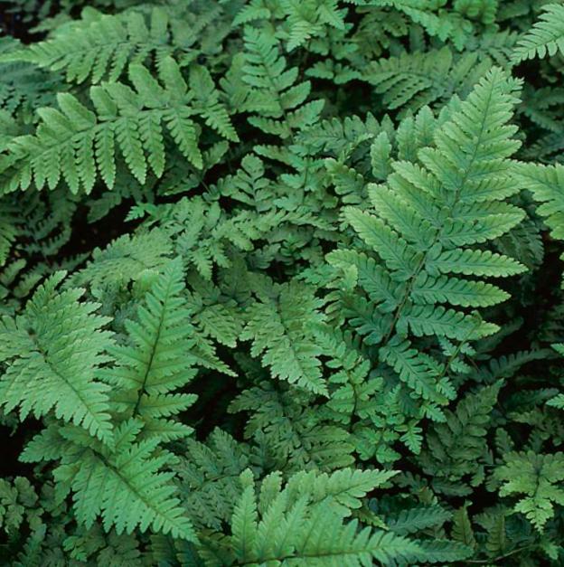 Ferns