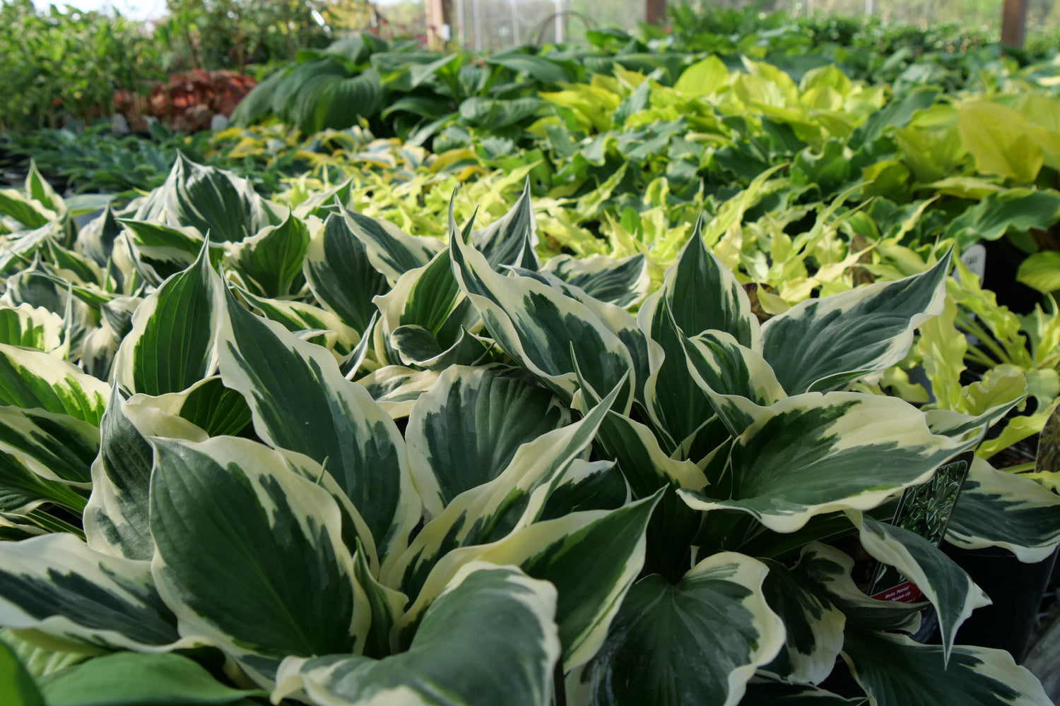 Hostas