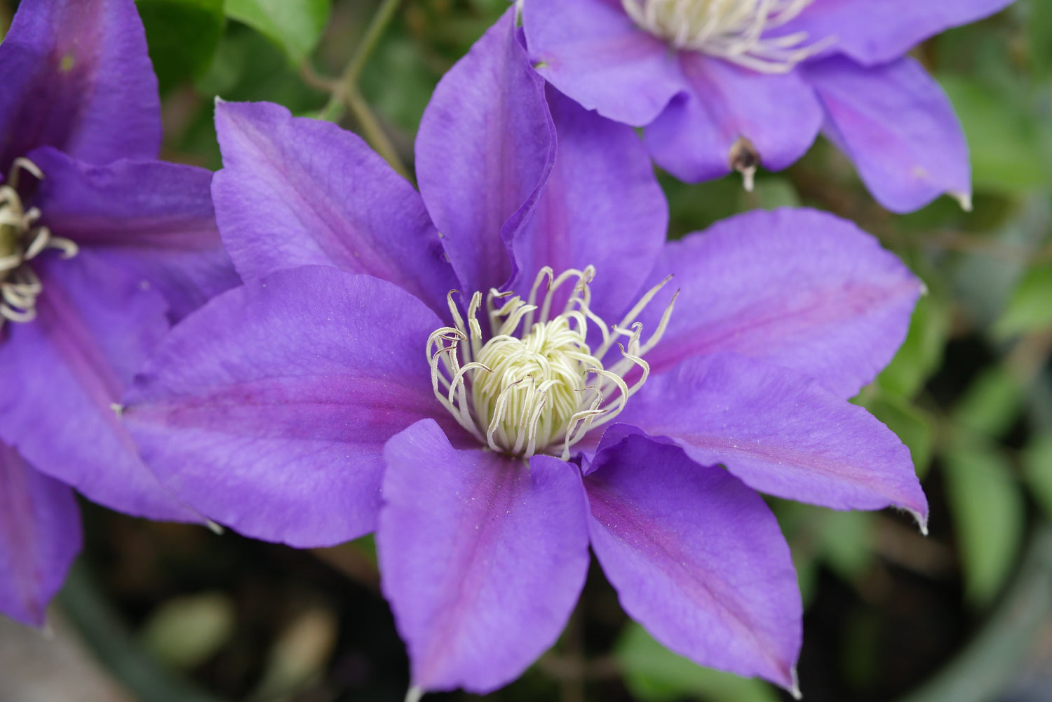 Clematis