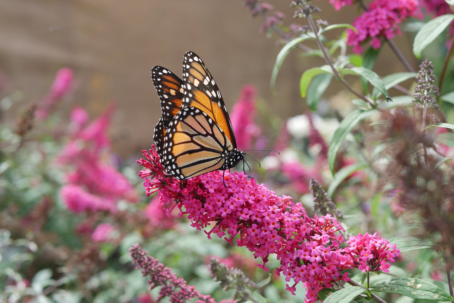 Butterfly Bushes