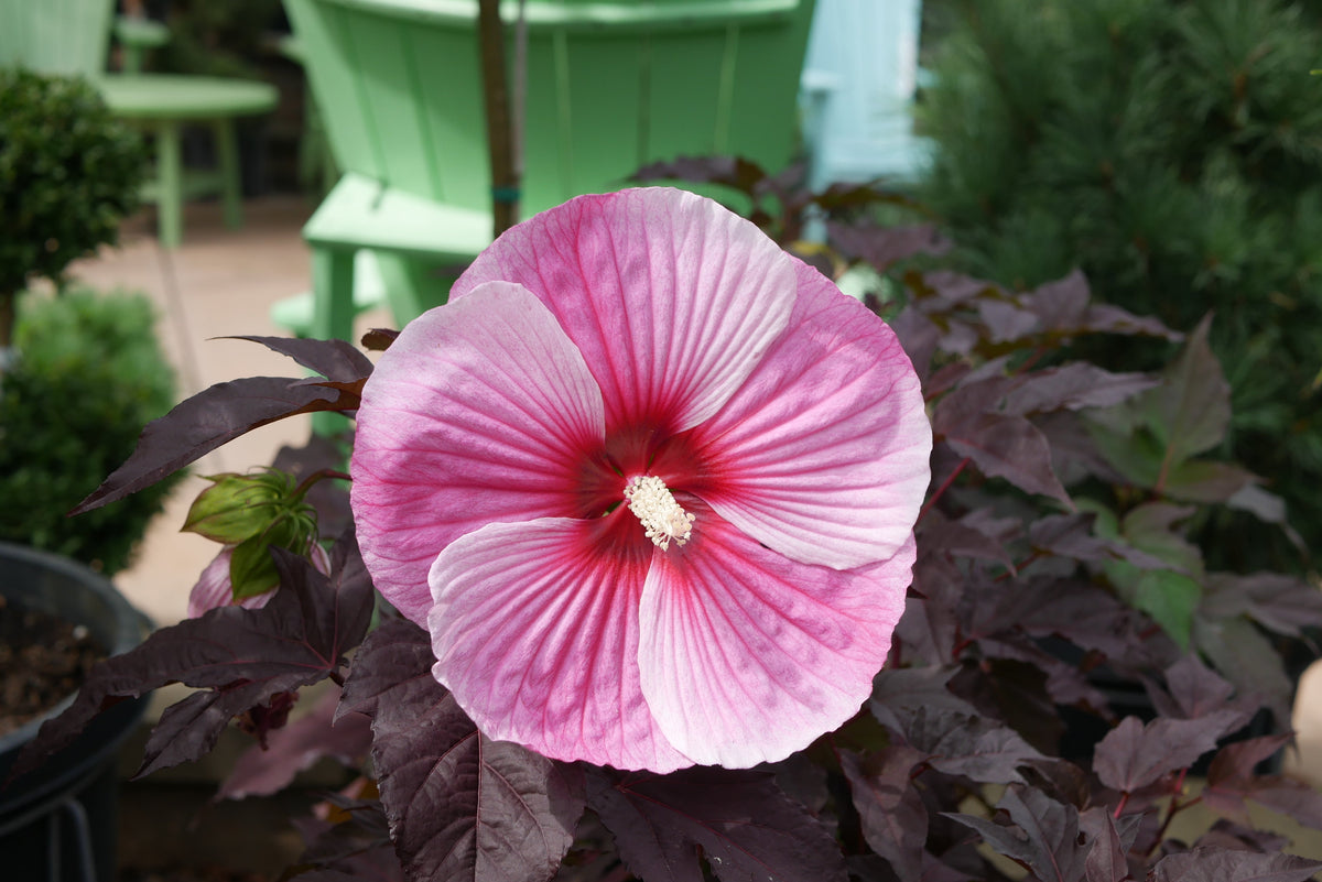 Hibiscus