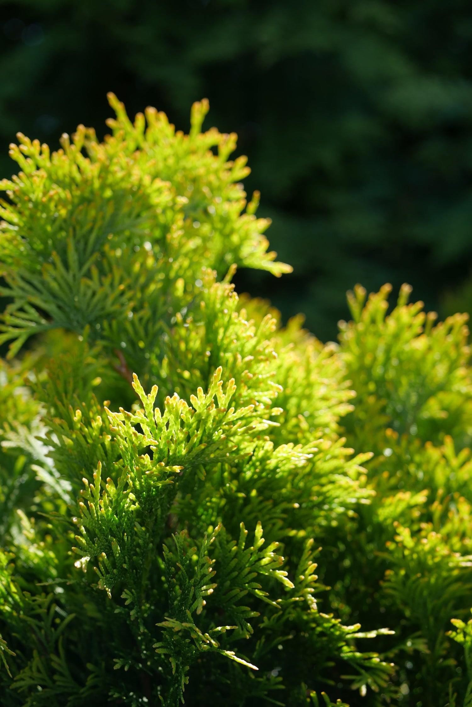 Arborvitae