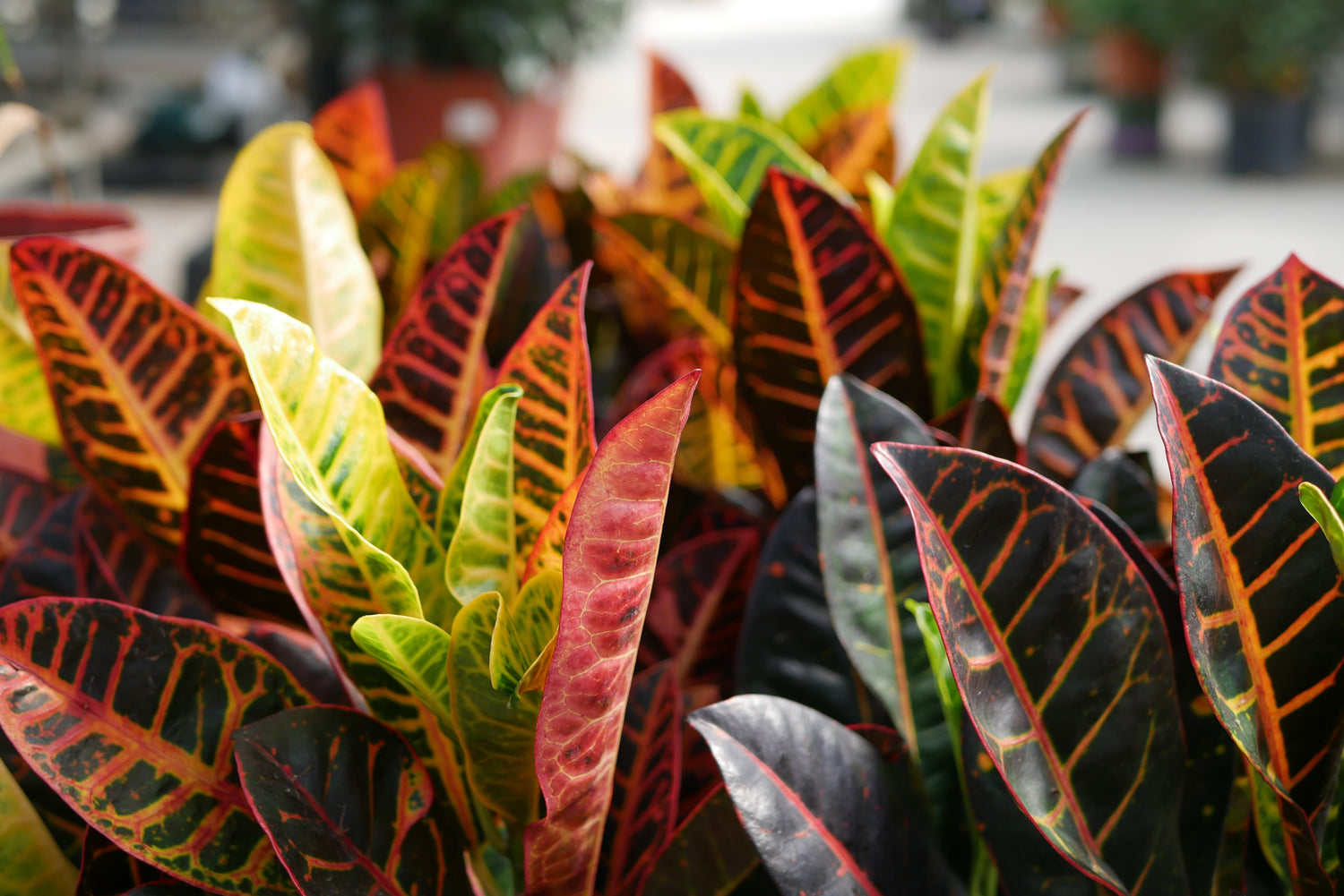 Greenhouse Plants