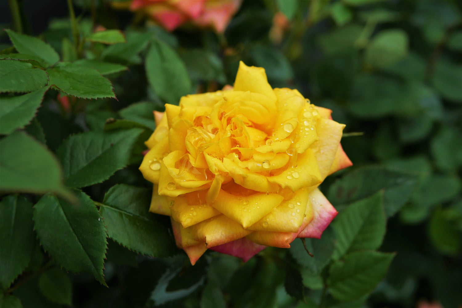 Roses