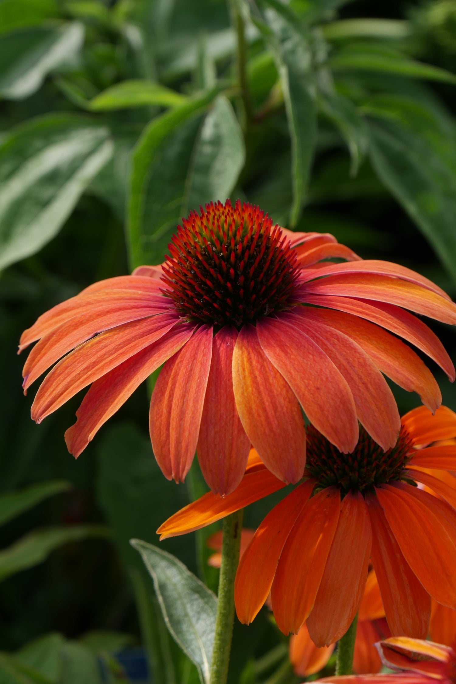 Coneflower