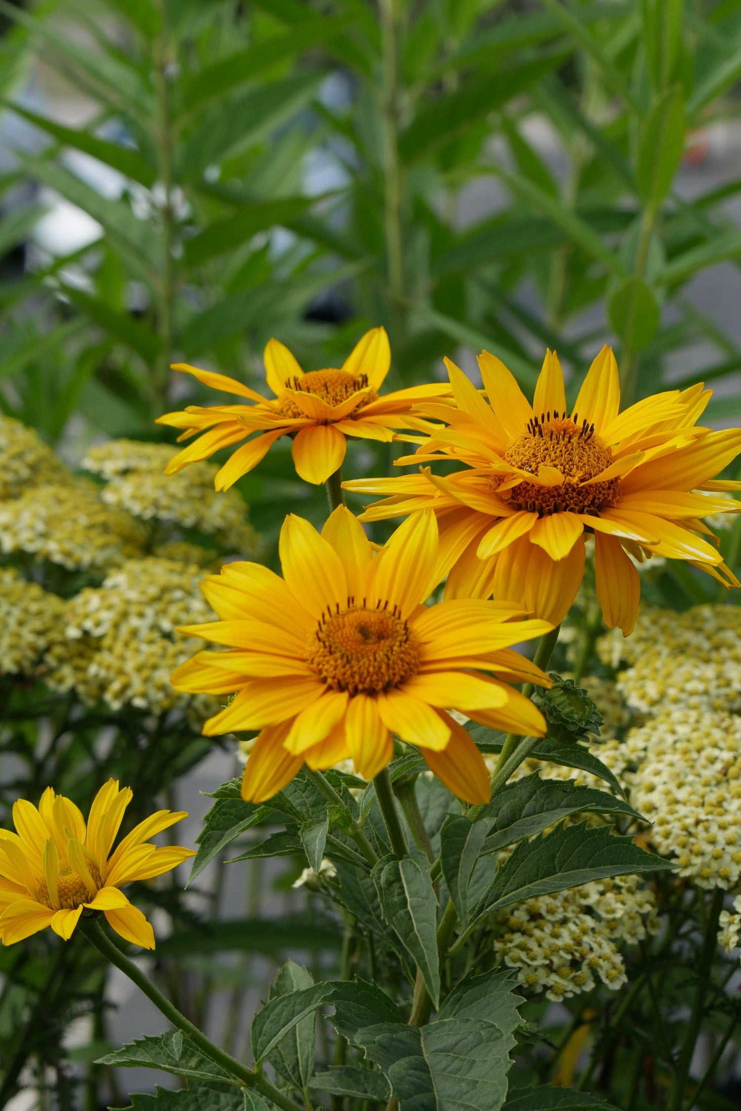 Perennials