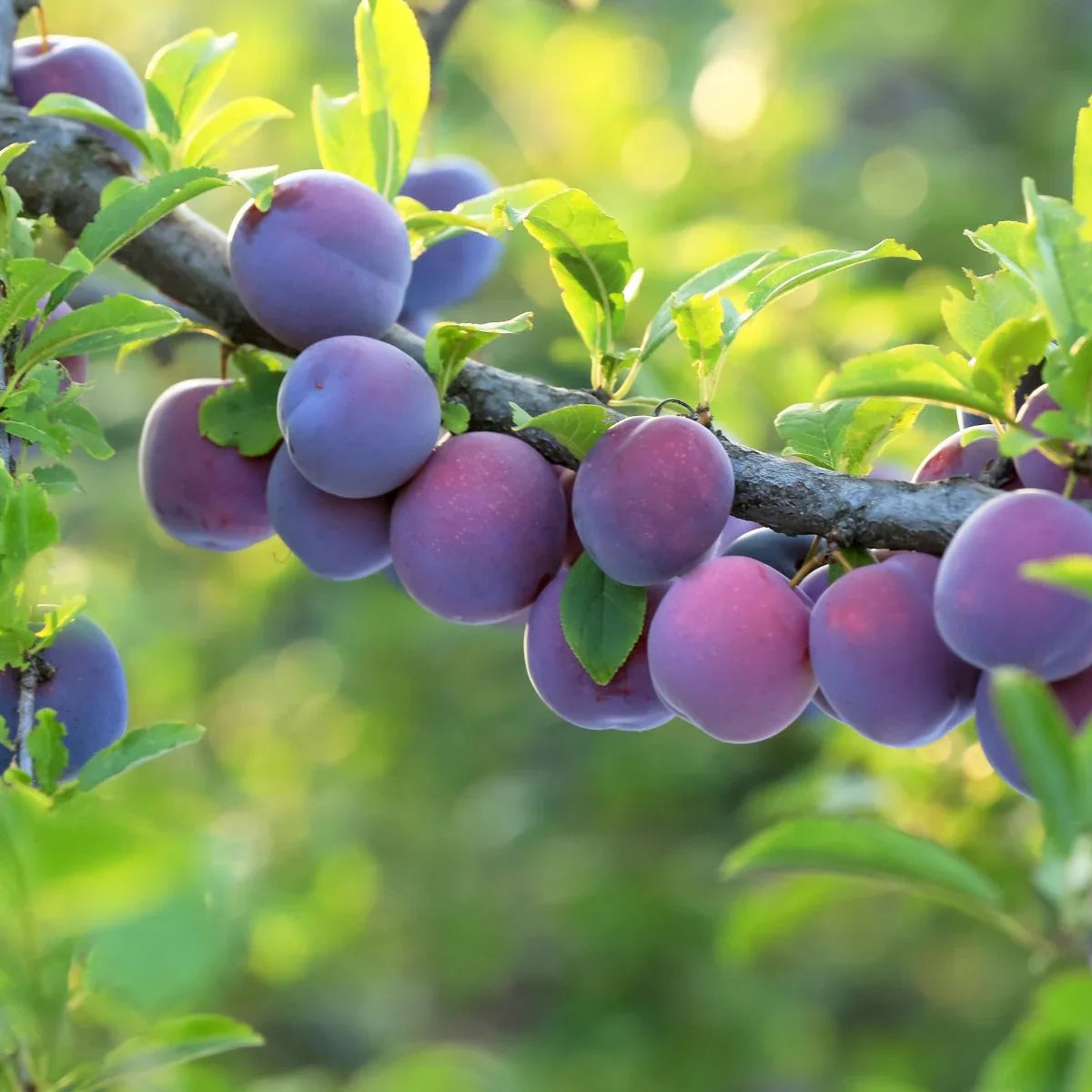 Plums