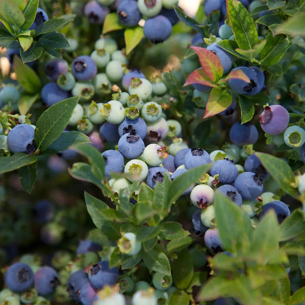 Blueberries
