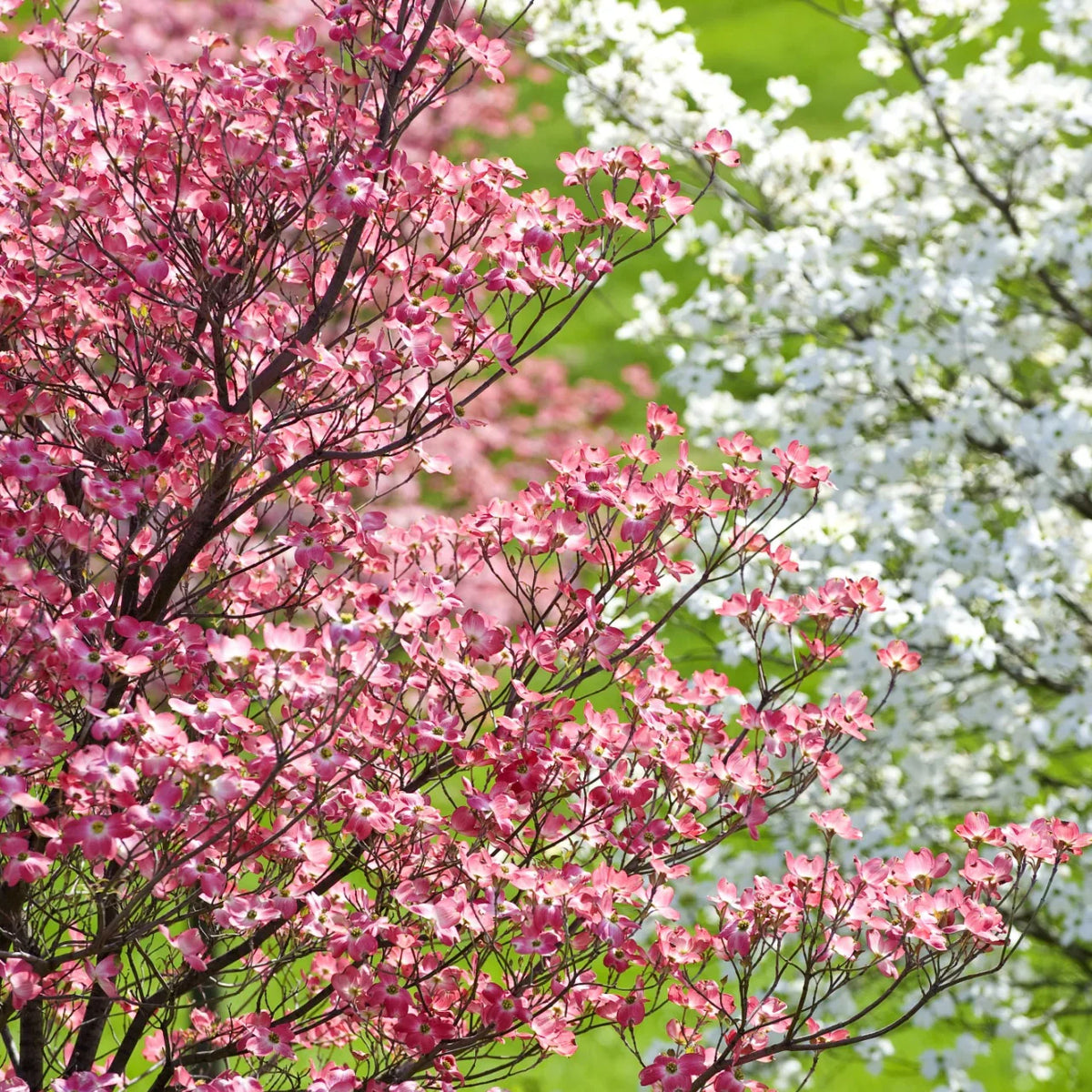 Dogwoods