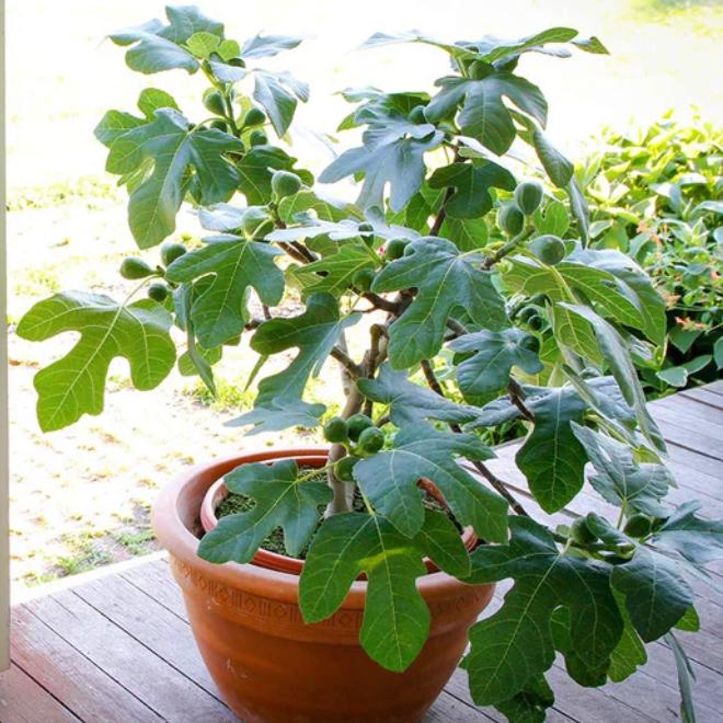 Figs