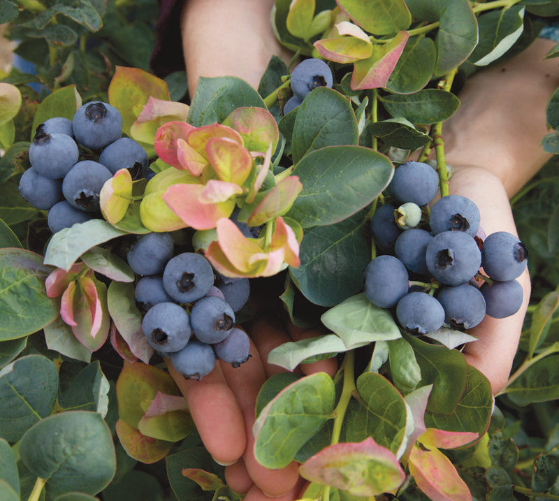 Fruit