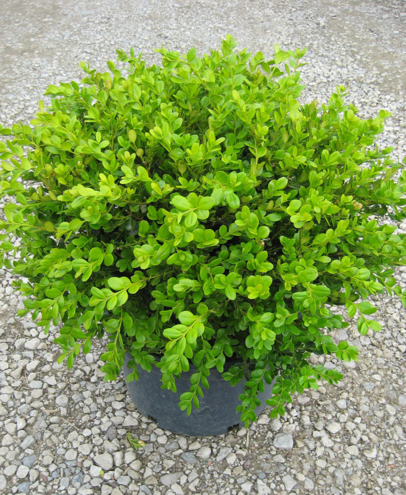 Boxwoods
