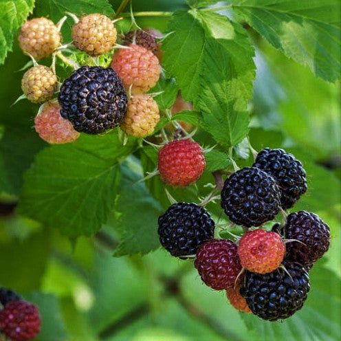 Blackberries & Raspberries