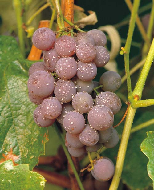 Grapes