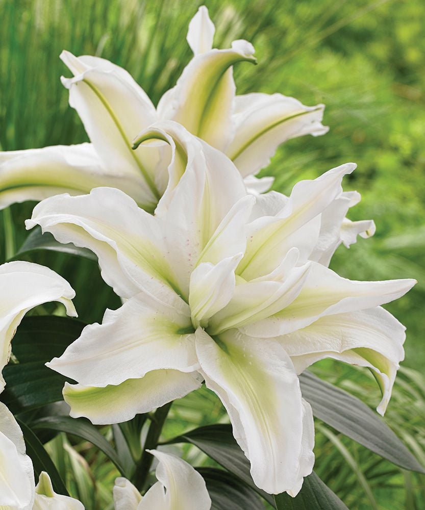 LILIUM 'ROSELILY ZETA'  19CM