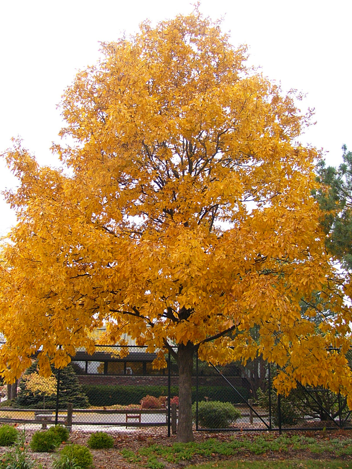 Shagbark Hickory (Carya ovata) - 3 gallon