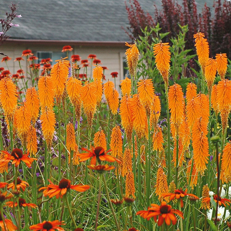 Mango Popsicle Dwarf Poker (Kniphofia  'Mango Popsicle') - QT