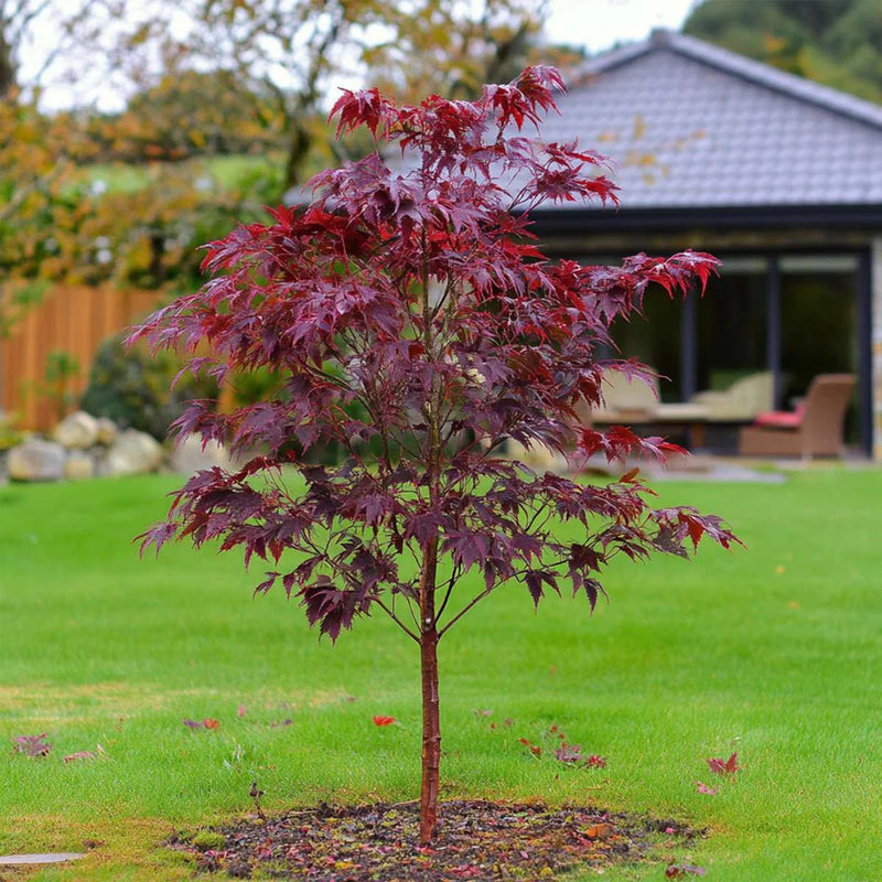 Red Leaf Japanese Maple (Acer palmatum 'Atropurpurea') - 2 gallon 24-30"