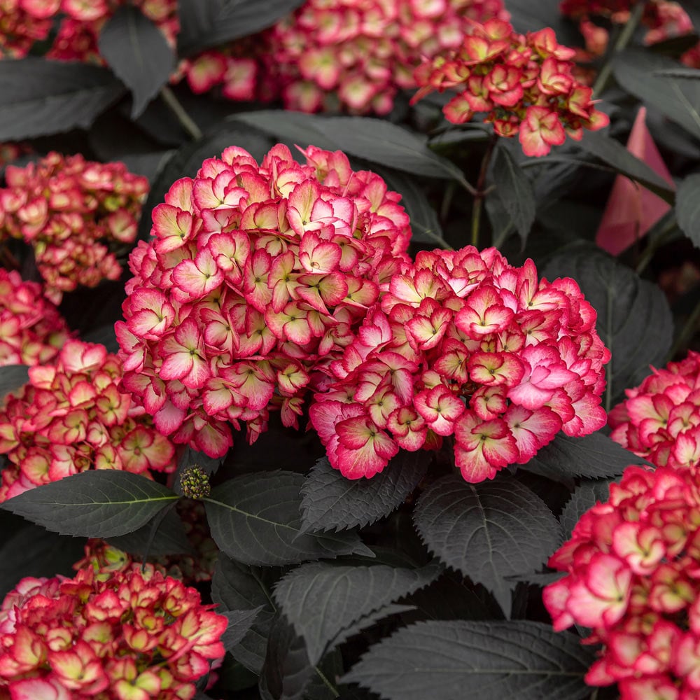 HYDRANGEA M. 'ECLIPSE'®  G2 FE