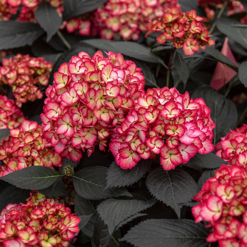 Eclipse® Bigleaf Hydrangea (Hydrangea macrophylla 'Eclipse') - 3 gallon