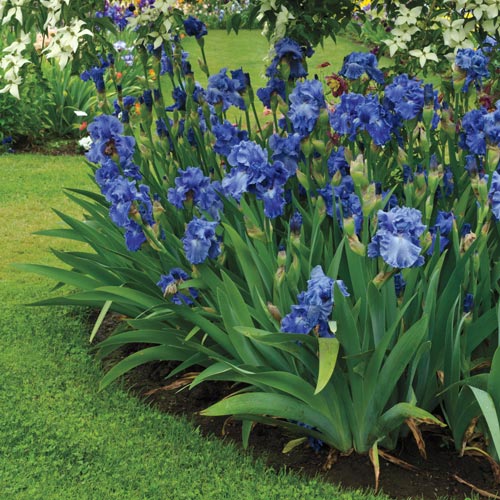 Victoria Falls Reblooming Bearded Iris (Iris victoria 'Falls') - 1 gallon