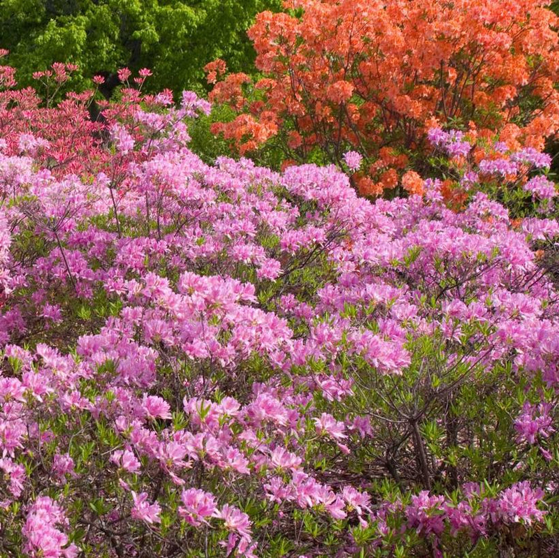 Lilac Lights™ Azalea (Azalea 'Exbury Lilac Light') - 3 gallon 15"