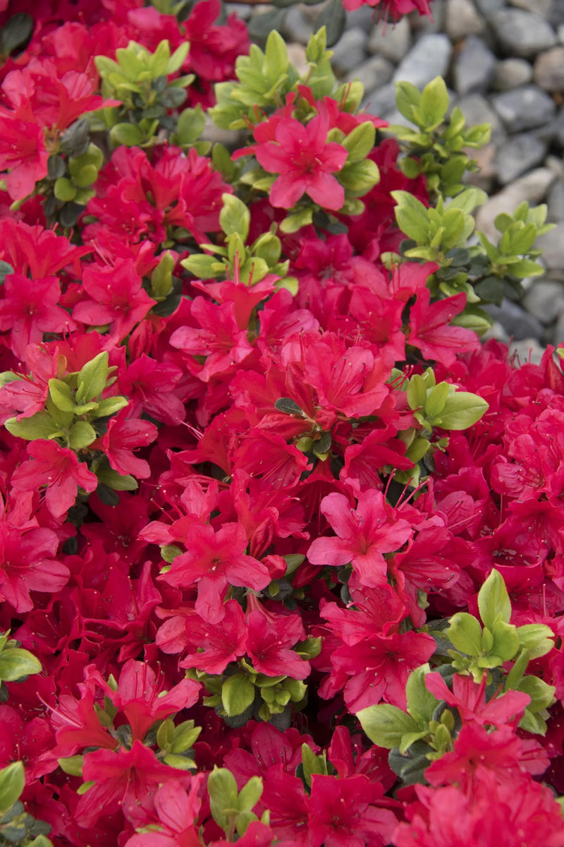 Girard’s Crimson Azalea (Azalea x 'Girard Crimson') - 1 gallon