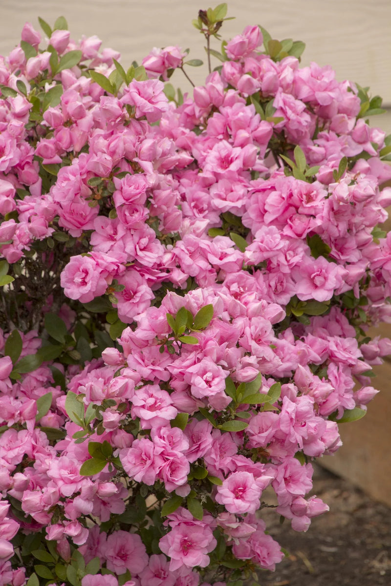 Rosebud Azalea (Azalea x 'Rosebud') - 1 gallon