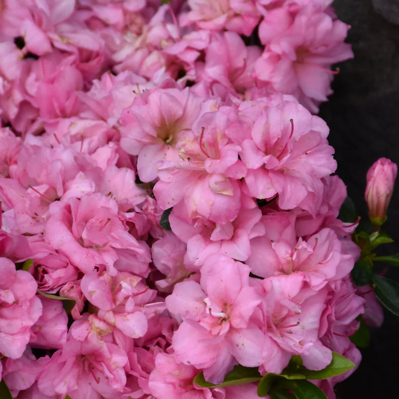Rosebud Azalea (Azalea x 'Rosebud') - 1 gallon