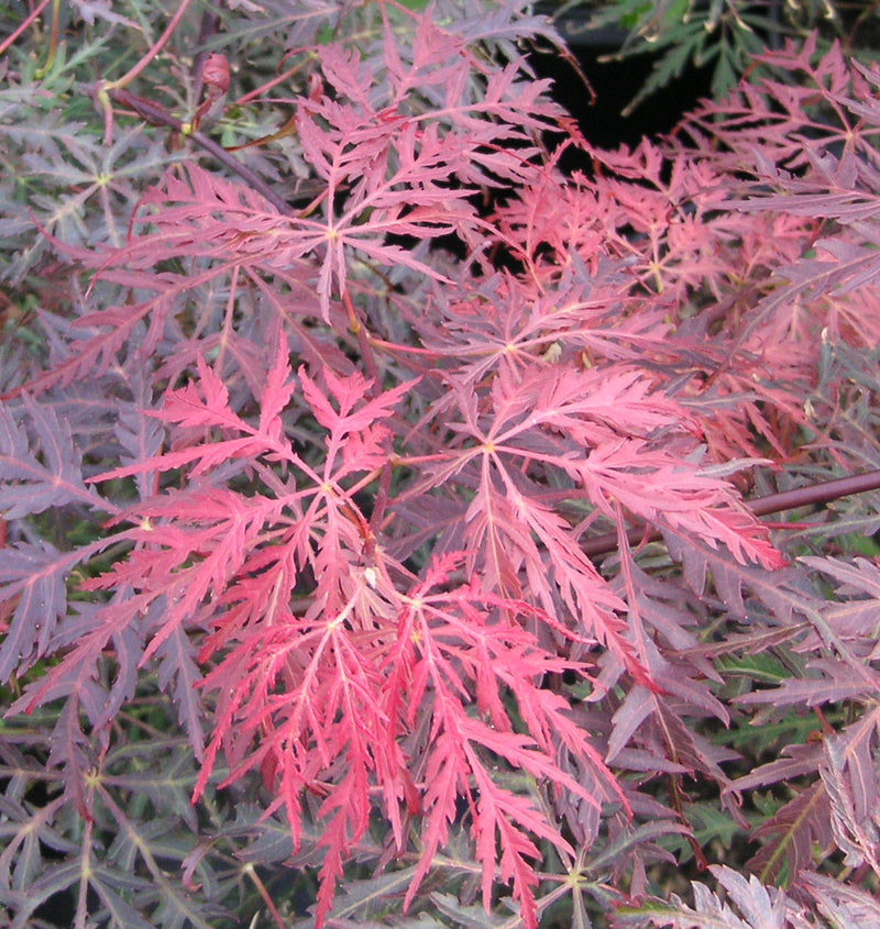 Tamukeyama Japanese Maple (Acer palmatum var. dissectum 'Tamukeyama') - 3 gallon 15"