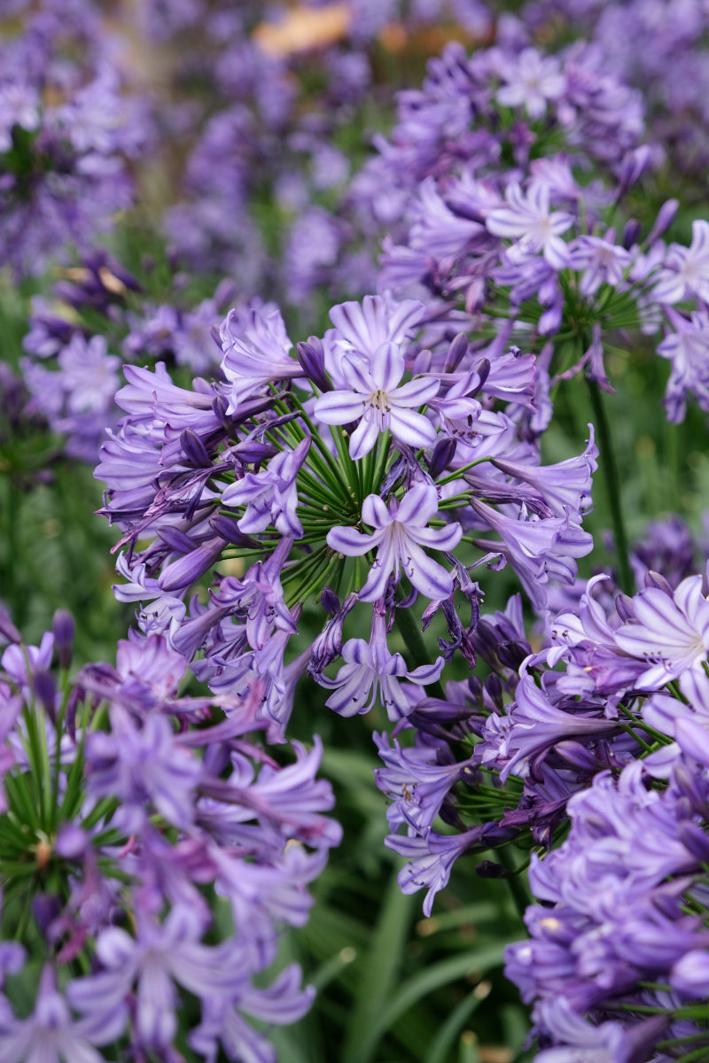 Poppin' Star Lily of the Nile (Agapanthus 'Poppin' Star') - 1 gallon