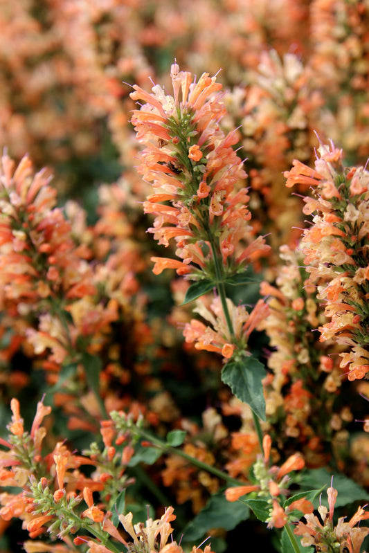 Peach Pearl Agastache (Agastache ‘Peach Pearl’) - 1 gallon