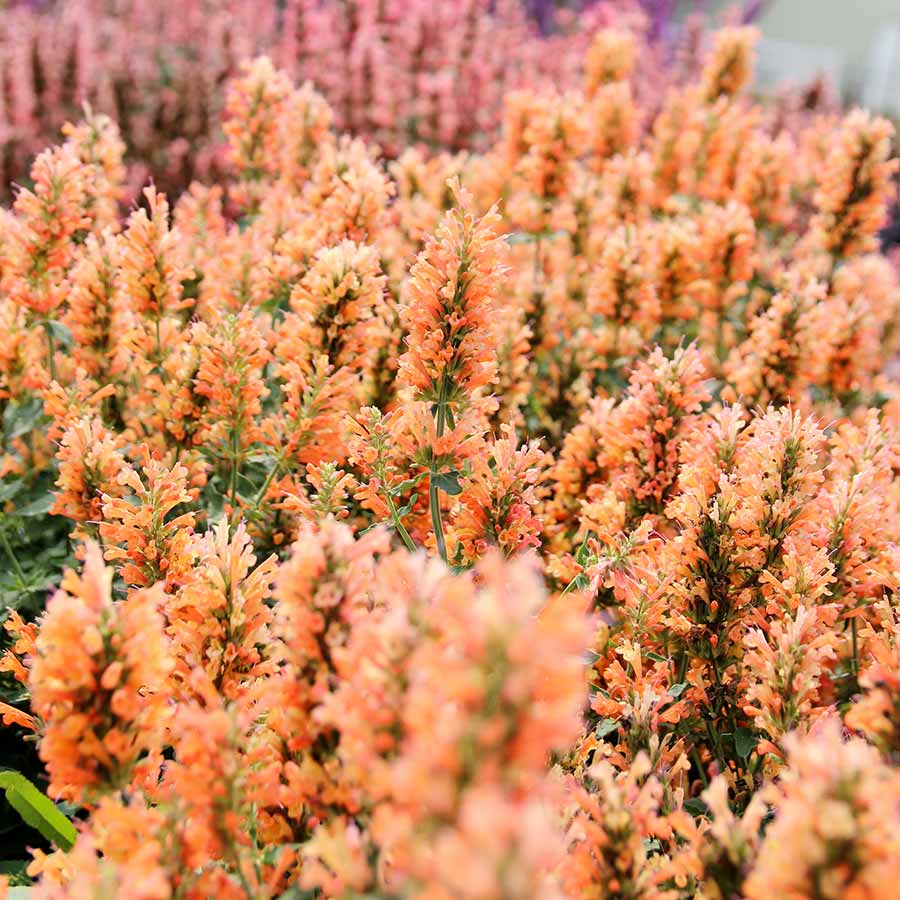 Peach Pearl Agastache (Agastache ‘Peach Pearl’) - 1 gallon