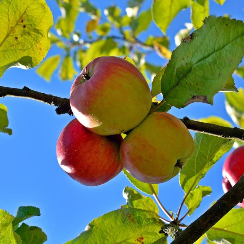 Ambrosia Apple (Malus 'Fruit Ambrosia') - 5 gallon 48"