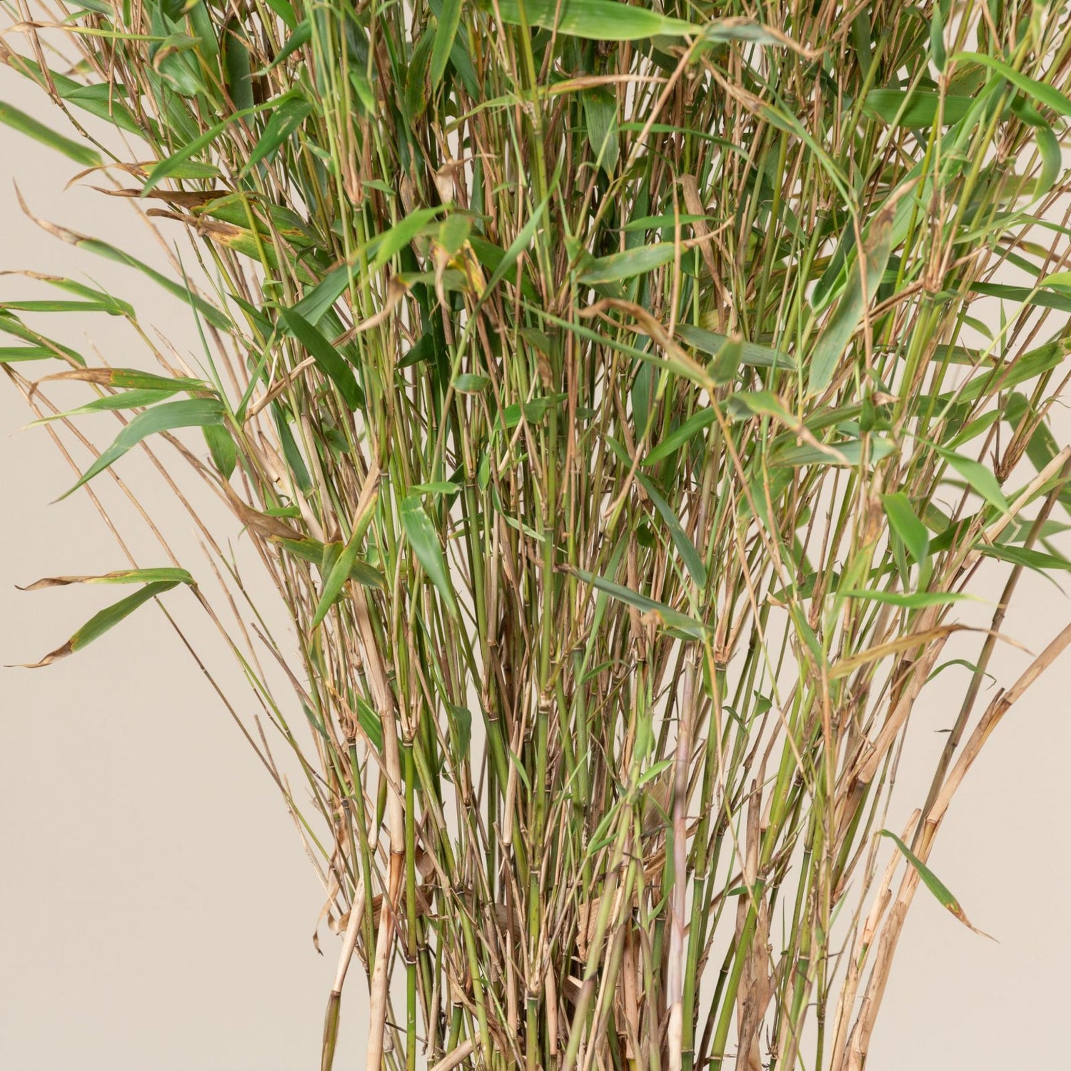 Hardy Bamboo (Fargesia rufa 'Rufa') - 1 gallon