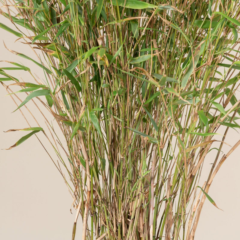 Hardy Bamboo (Fargesia rufa 'Rufa') - 1 gallon