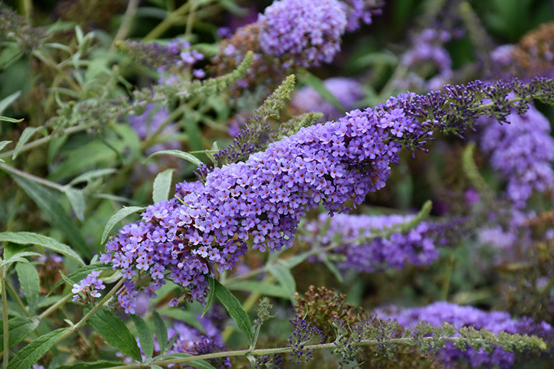 Buzz® Sky Blue Butterfly Bush (Buddleia 'Buzz Sky Blue') - 3 gallon