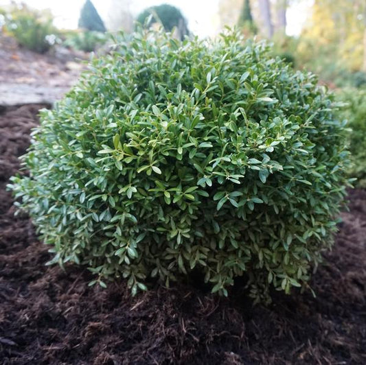 BUXUS M. 'FRANKLIN'S GEM'  G3 12"