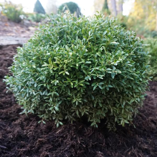 Franklin's Gem Boxwood (Buxus microphylla 'Franklin's Gem') - 2 gallon 10"