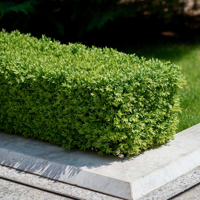 Green Beauty Boxwood (Buxus microphylla 'Green Beauty') - 3 gallon 12"