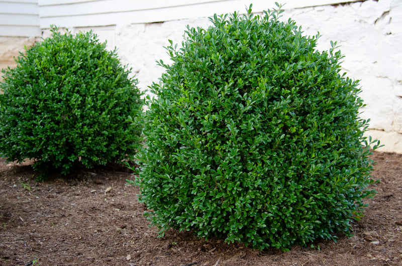 NewGen Independence® Boxwood (Buxus newgen 'Independence') - 3 gallon 12-15"
