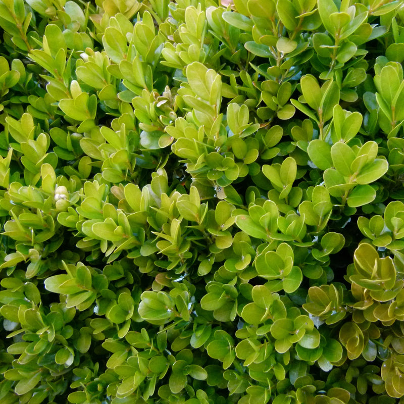 Calgary Boxwood (Buxus koreana x sempervirens 'Calgary') - 3 gallon