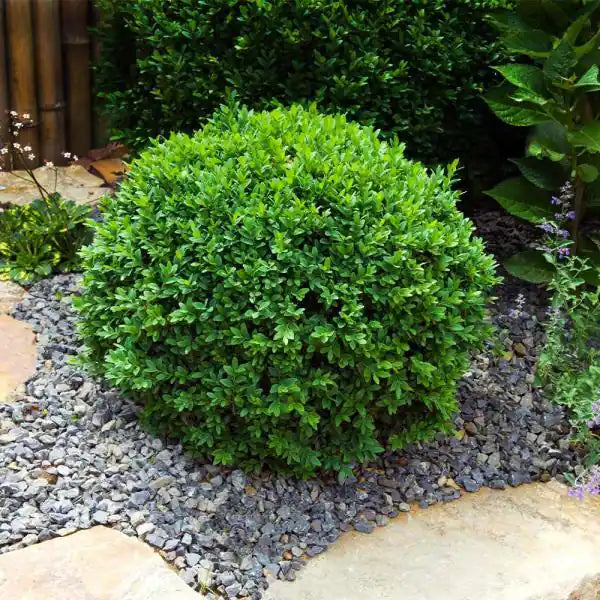 Calgary Boxwood (Buxus koreana x sempervirens 'Calgary') - 3 gallon