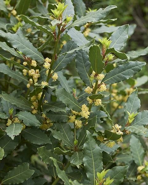 Bay Laurel (Laurus nobilis) - 1 gallon