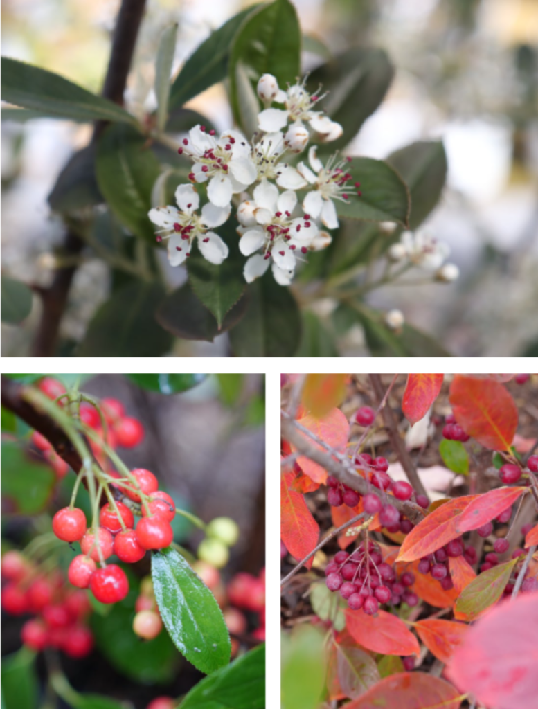 Berry Scape® Aronia (Aronia arbutifolia’Berry Scape’) - QT