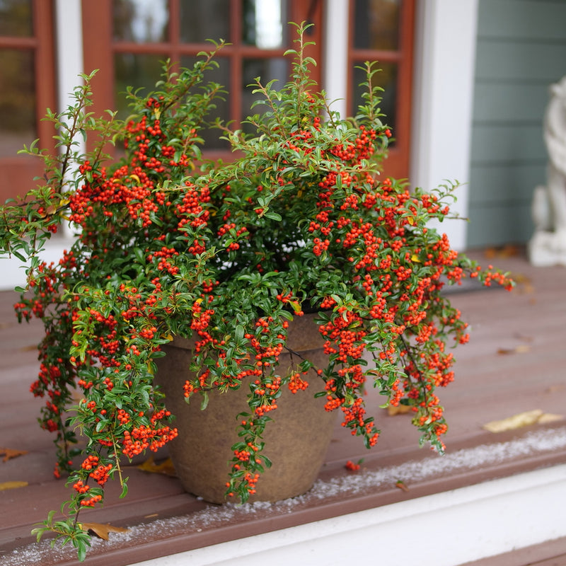 Berry Box® Pyracomeles (Pyracomeles x 'Berry Box') - QT