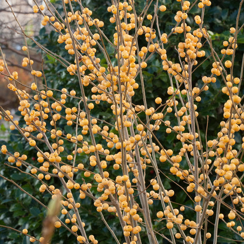 Berry Heavy Gold Winterberry (ILEX VERT. BERRY HEAVY GOLD) - QT
