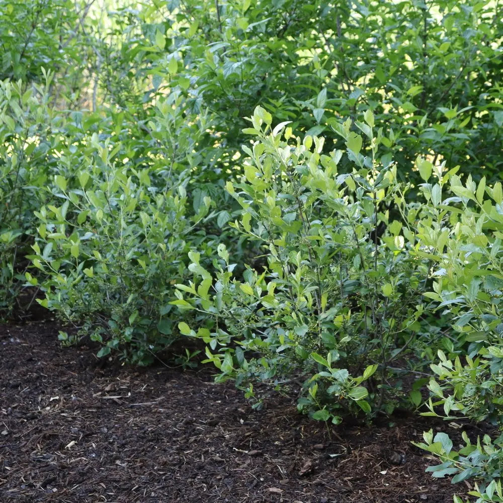 Berry Scape® Aronia (Aronia arbutifolia’Berry Scape’) - QT