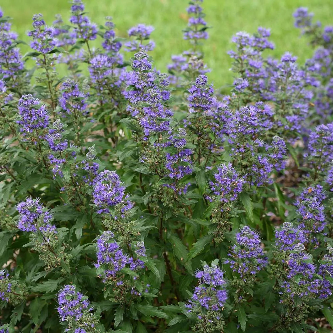 Beyond Midnight® Bluebeard (CARYOPTERIS BEYOND MIDNIGHT) - QT