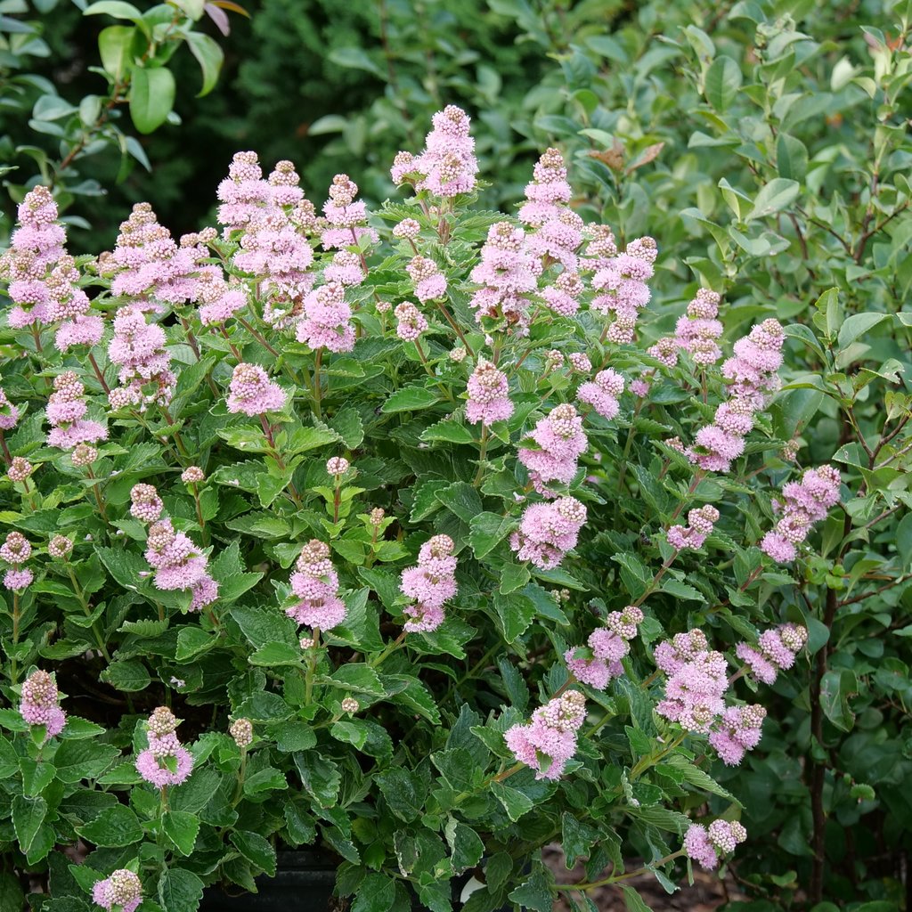 Beyond Pink'd® Bluebeard (CARYOPTERIS BEYOND PINKD) - QT